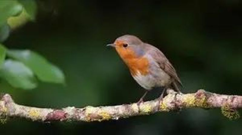 ornithologie