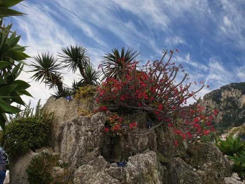 acsi la la route du mimosa descriptif