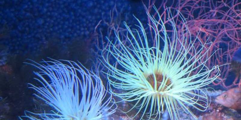 acsi la la route du mimosa descriptif