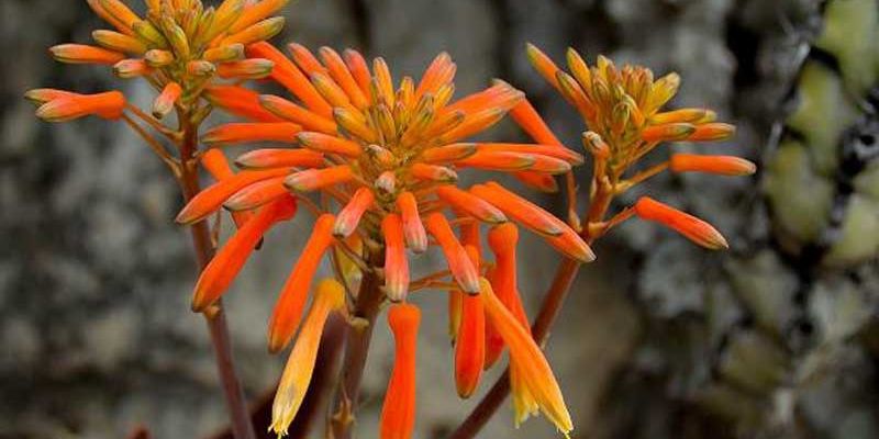 acsi la la route du mimosa descriptif