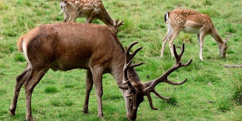 acsi la la route du mimosa descriptif