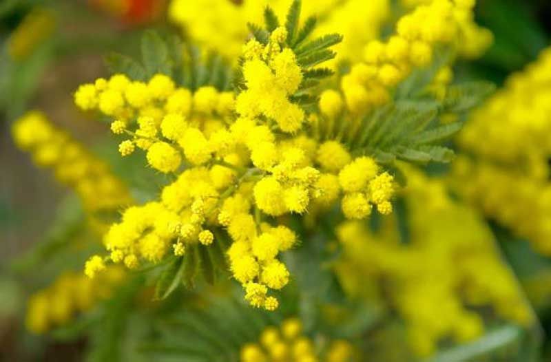 acsi la la route du mimosa descriptif
